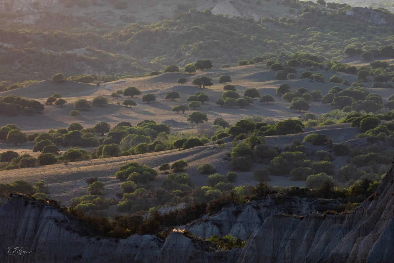 Vashlovani. By Teimuraz Popiashvili