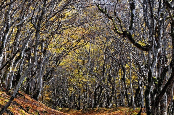 Batsara Babaneuli national park
