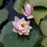 Botanical garden