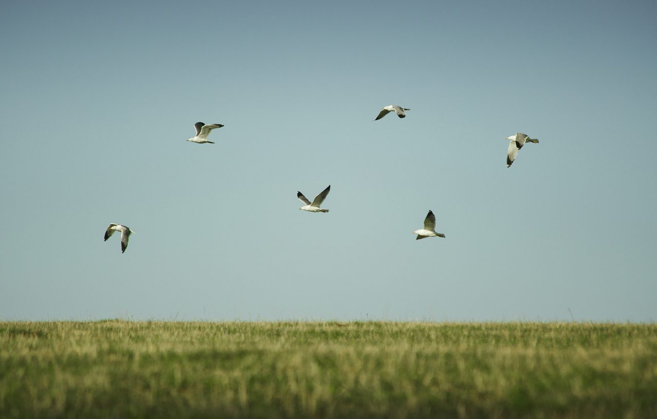 Protected Areas and National Parks of Georgia: The Complete 2026 Guide 12 Javakheti national park