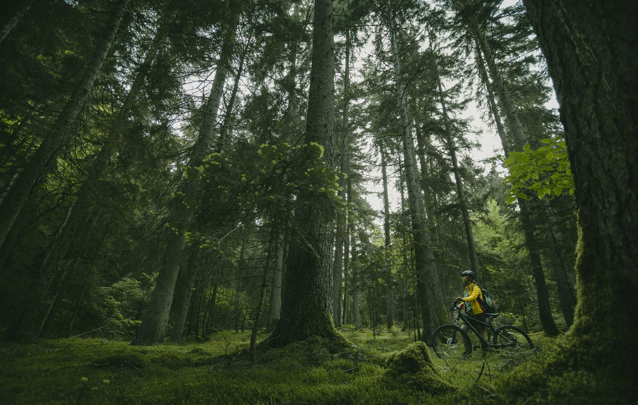 Borjomi in XIX century 7 National parks of Georgia