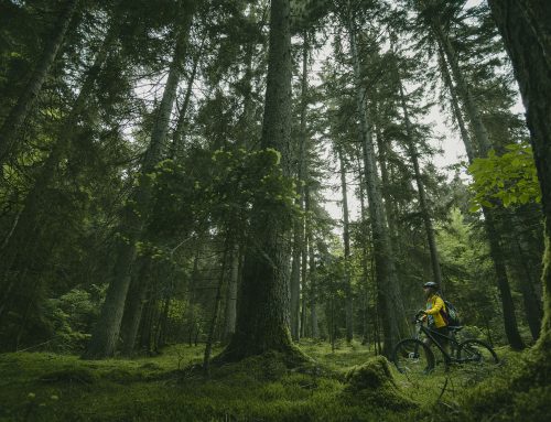 Protected Areas and National Parks of Georgia: The Complete 2026 Guide