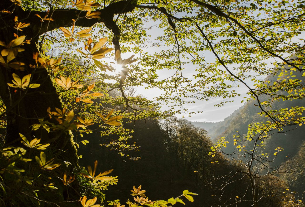 155255291552lagodexi2 Lagodekhi National park