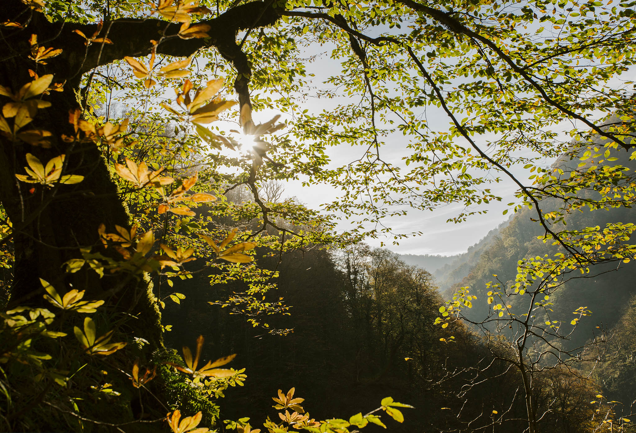 155255291552lagodexi2 Lagodekhi National park