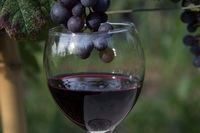 wine tour