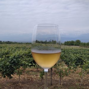Organic wine tour