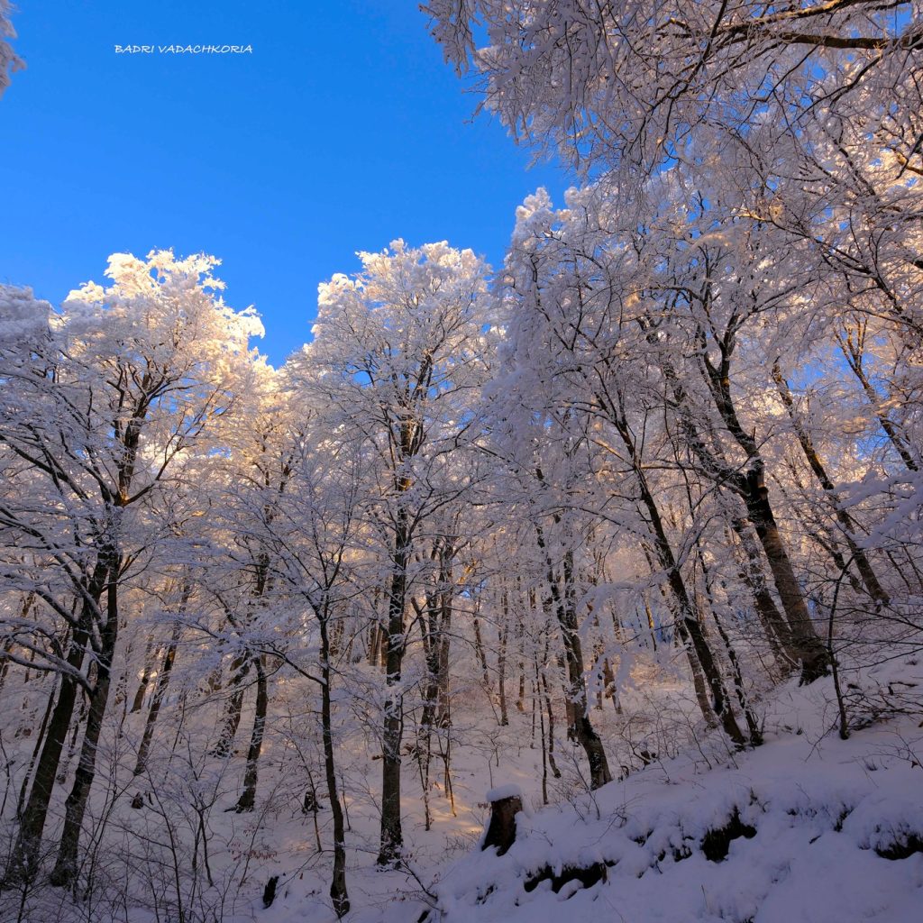 Snow in Sabaduri forest, Georgia Tbilisi. Photo by Badri Vadachkoria.