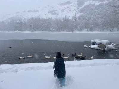 turtle lake in January 2026 - Snow in Tbilisi
