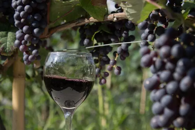 Western Georgia Wine Tour: Discover Georgia's Rarest Wines 8 Racha Lechkhumi wine