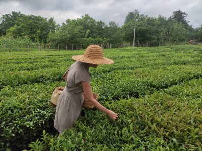 Tea plantation in Guria