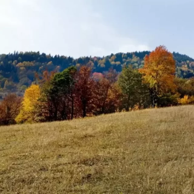 One day horse tour in Algeti national park 7 Highlander Travel - Tours in Georgia One day horse tour in Algeti national park