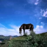 Horse riding tour in georgia