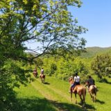Horse riding tour