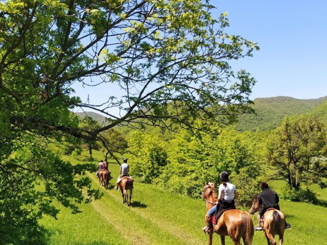 One day horse riding tour in Tbilisi
