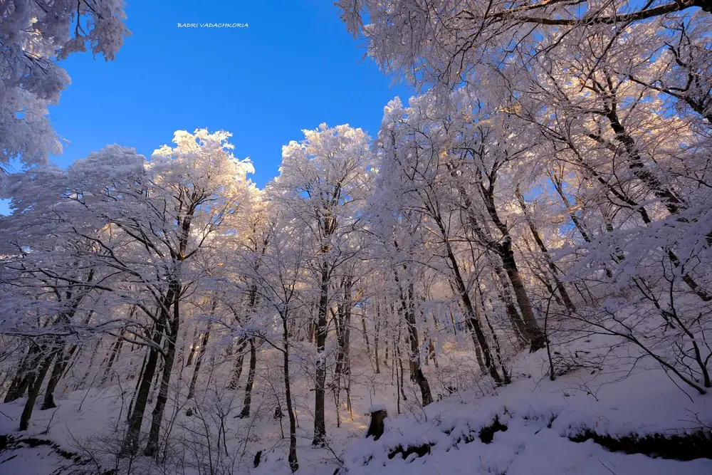 Snow in Georgia 2 Sabaduri forest in winter. Badri Vadachkoria
