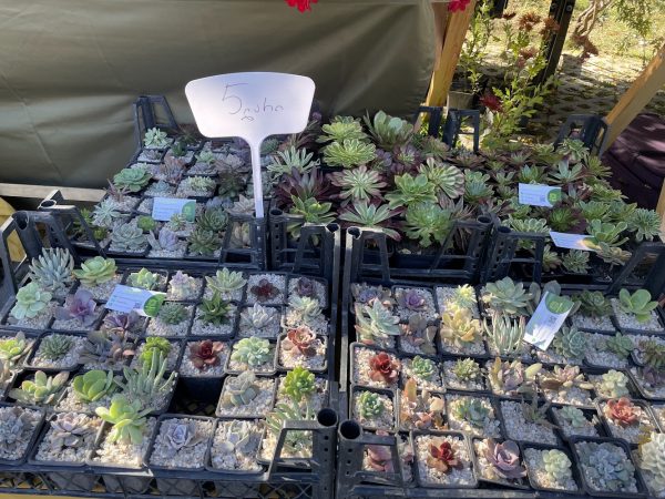 Highlander Travel - Tours in Georgia Autumn Blooms Await: Tbilisi Botanical Garden's Annual Flower Exhibition 2025