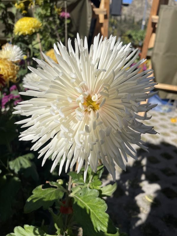 Highlander Travel - Tours in Georgia Autumn Blooms Await: Tbilisi Botanical Garden's Annual Flower Exhibition 2025