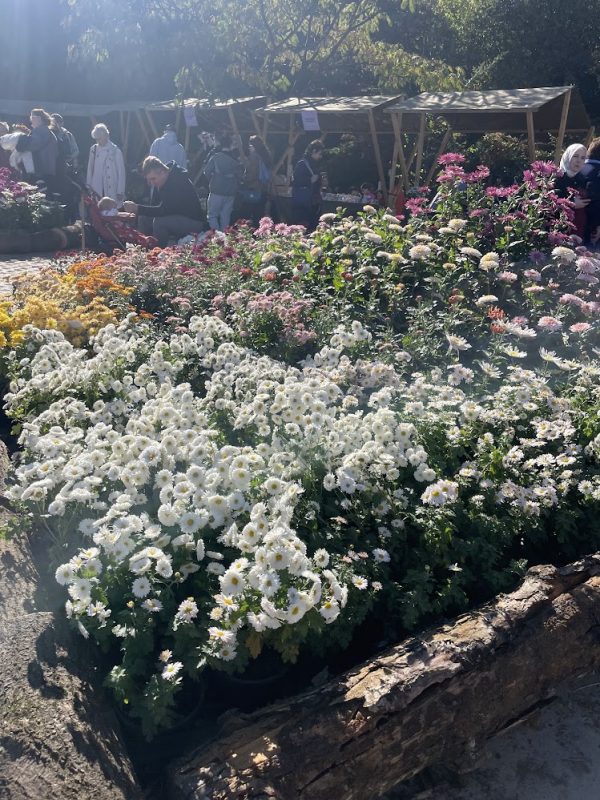 Highlander Travel - Tours in Georgia Autumn Blooms Await: Tbilisi Botanical Garden's Annual Flower Exhibition 2025