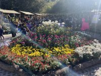 Autumn Blooms Await: Tbilisi Botanical Garden's Annual Flower Exhibition 2025 Flower Exhibition