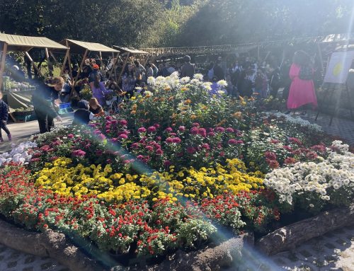 Entry rules in Georgia February 2021 6 Autumn Blooms Await: Tbilisi Botanical Garden’s Annual Flower Exhibition 2025