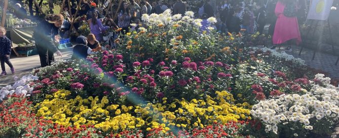 Autumn Blooms Await: Tbilisi Botanical Garden's Annual Flower Exhibition 2025 16 Flower Exhibition