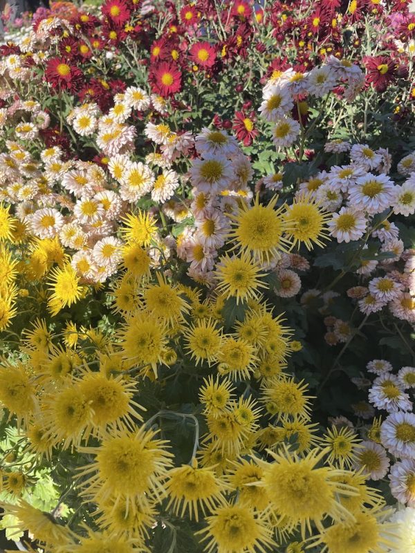 Visit Tbilisi Botanical Garden's flower exhibition Nov 1-2! 150+ chrysanthemum varieties, autumn blooms, local crafts & interactive programs. Don't miss it!