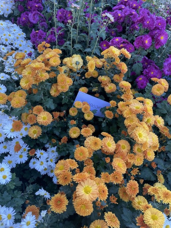Highlander Travel - Tours in Georgia Autumn Blooms Await: Tbilisi Botanical Garden's Annual Flower Exhibition 2025