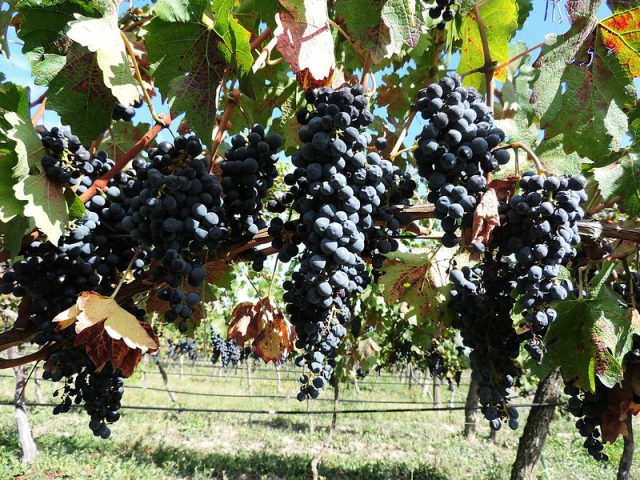 Wine Tours in Georgia: What 8,000 Years of Winemaking Actually Tastes Like 12 Shavkapito grapes