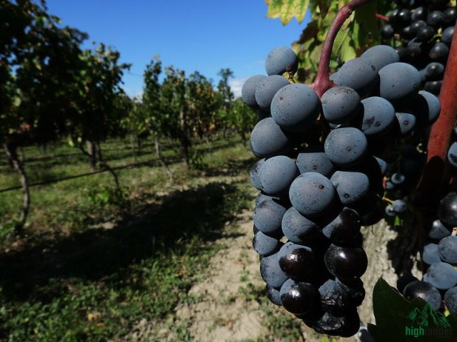 Wine Tours in Georgia: What 8,000 Years of Winemaking Actually Tastes Like 10 Kartli vineyard