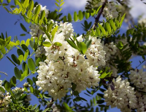 What to Do in Georgia in Spring 2026