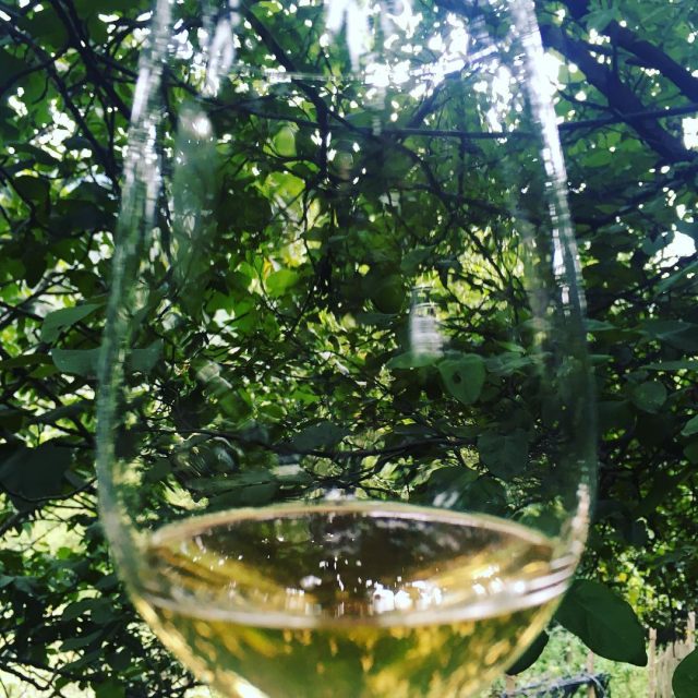 Wine Tours in Georgia: What 8,000 Years of Winemaking Actually Tastes Like 9 Tvishi wine