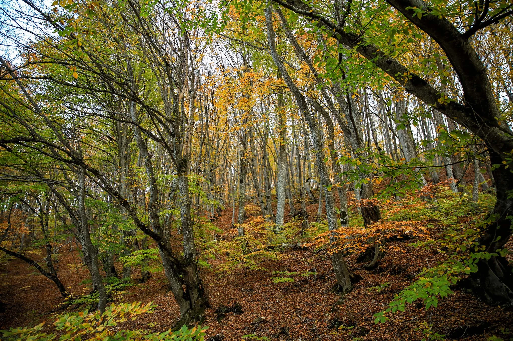 Autumn forest near Tbilisi national park