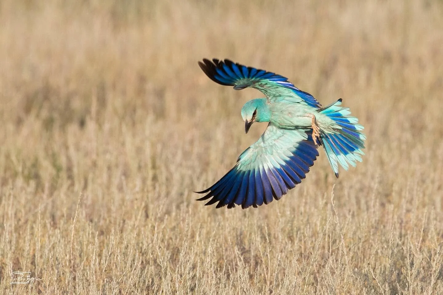 Vashlovani bird