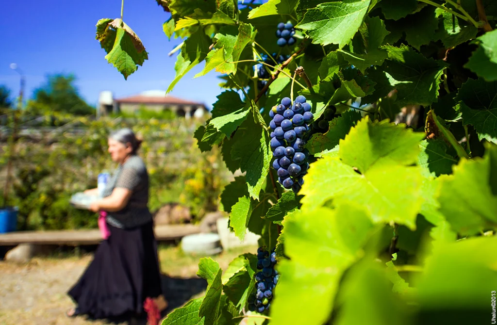 Grapes in Georgia