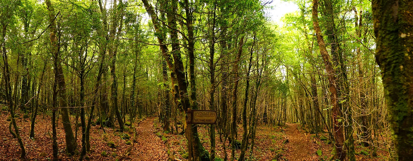 15387352948506 Kolchuri forest Sataplia