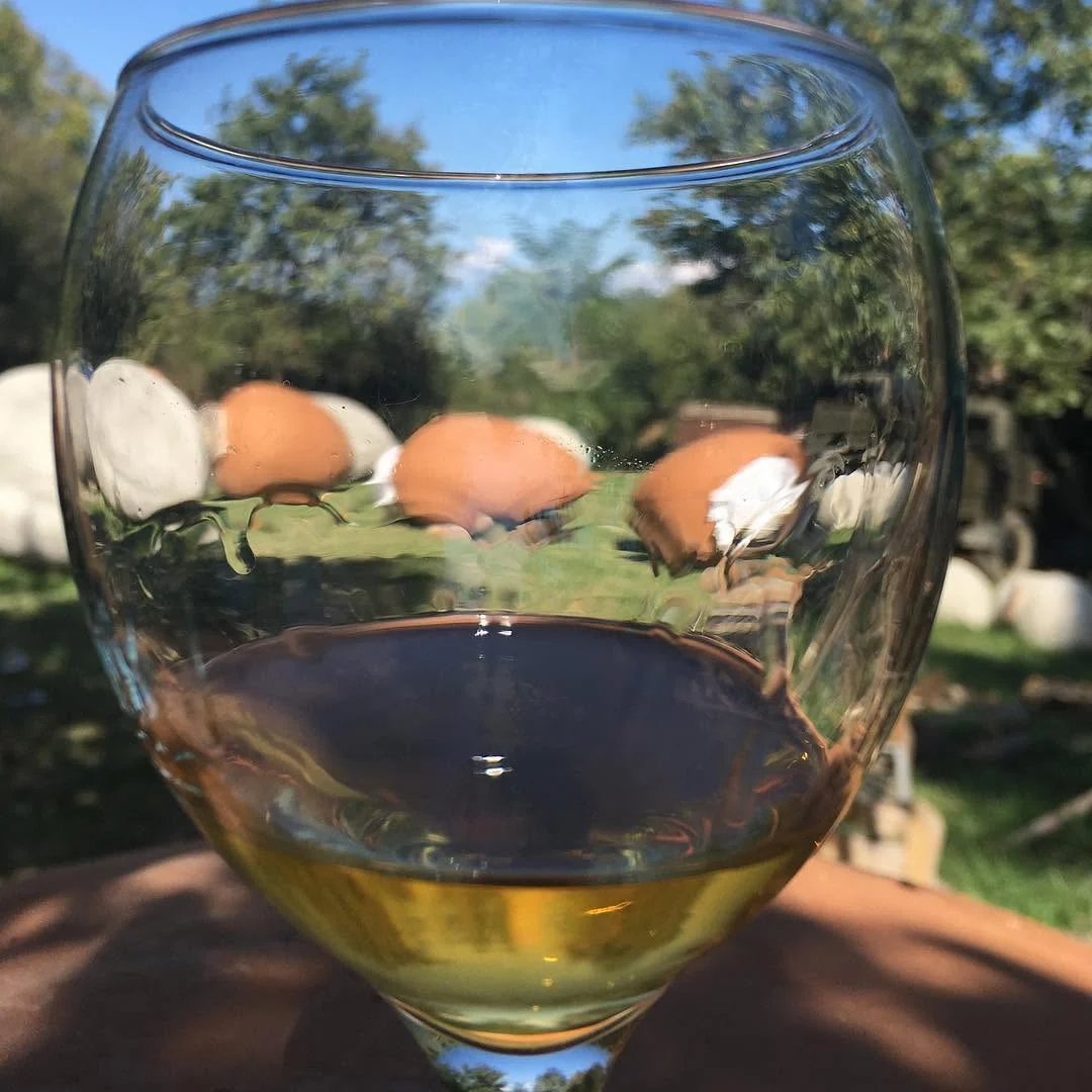 42194223_2315533618463229_12155423167610880_n Wine tour in Kakheti. Organic qvevri wines