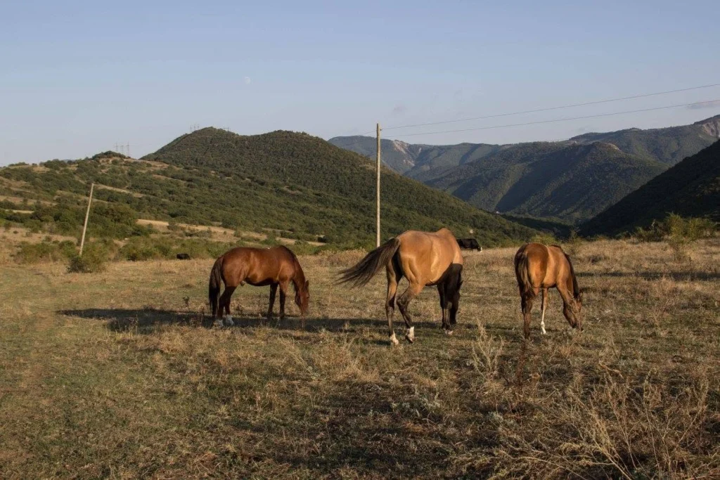 Horse Riding Tour from Tbilisi — Half Day or Full Day at Ghvevi Ranch