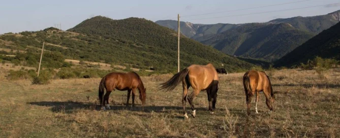 One day horse riding tour in Georgia near Tbilisi