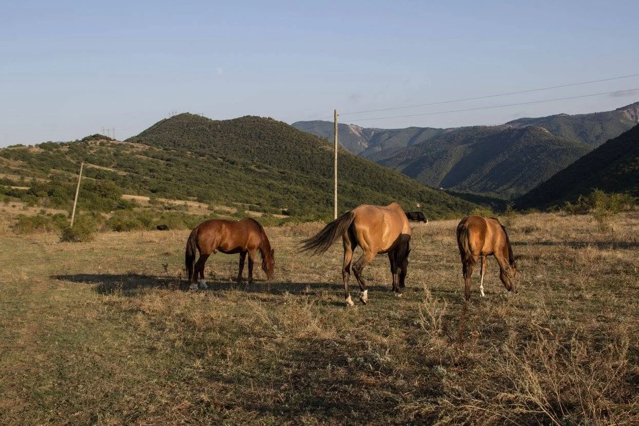 516877220_24875807192009217_1714094655243811361_n One day horse riding tour in Georgia near Tbilisi