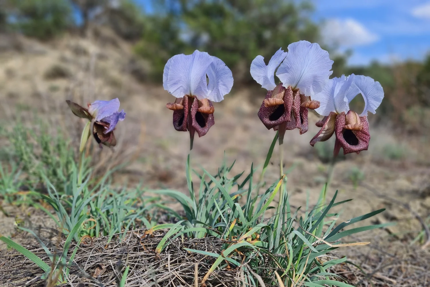 endemic-plant-iris-iberica