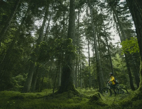 12 hiking trails in Borjomi-Kharagauli National Park