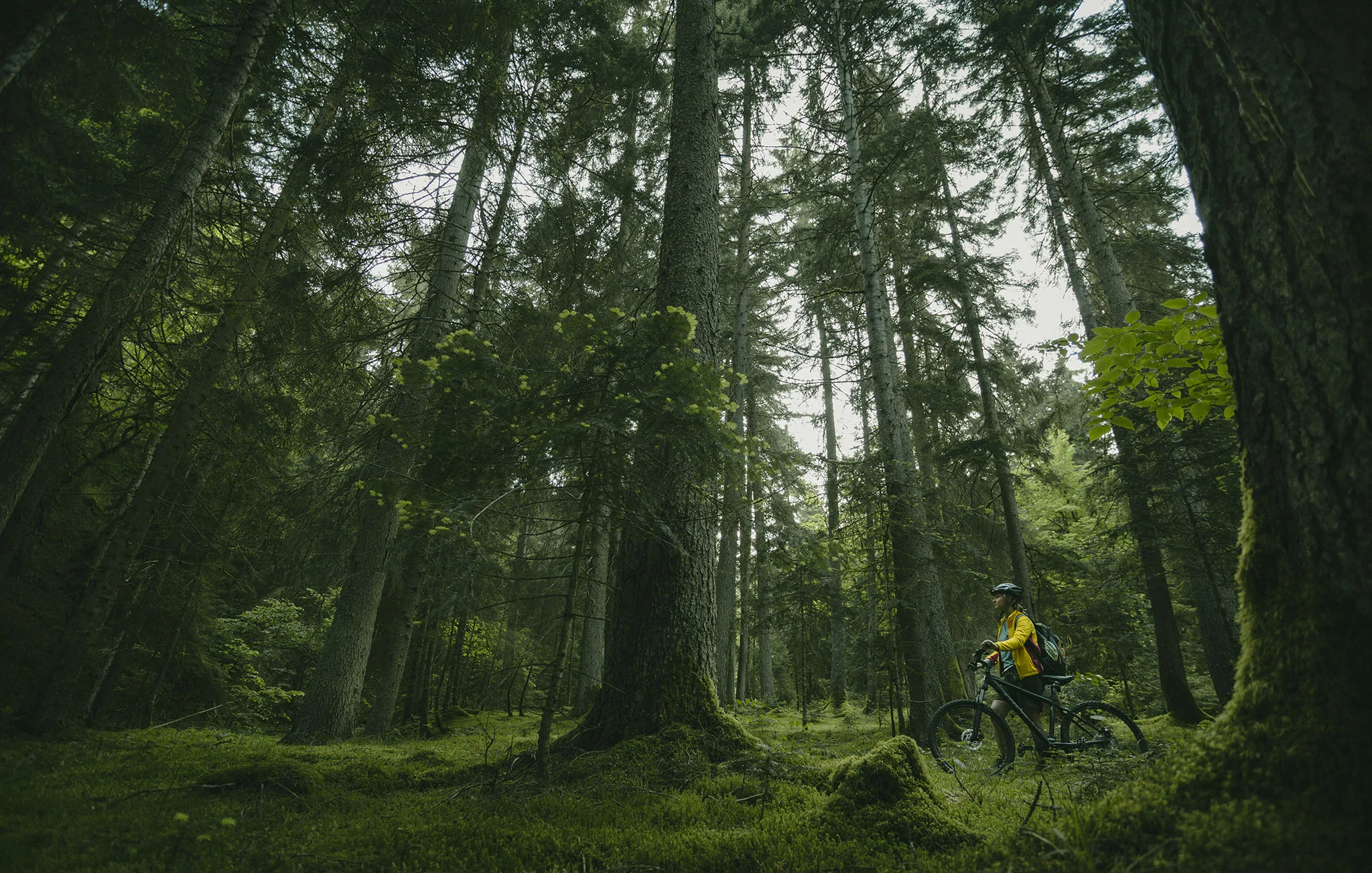 12 hiking trails in Borjomi-Kharagauli National Park