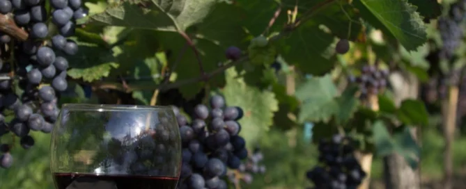 Saperavi, grape harwest and Autumn in Georgia