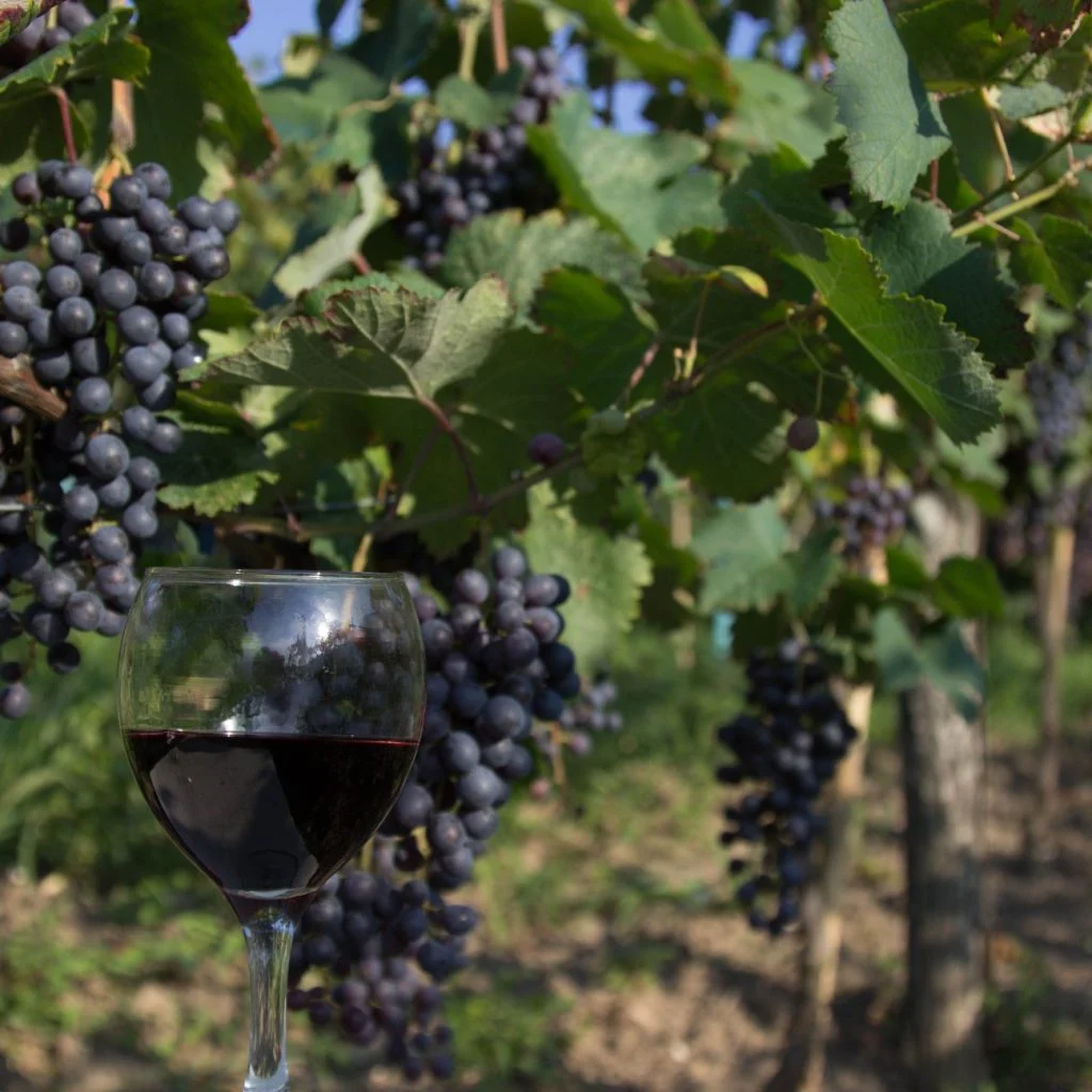 Saperavi, grape harwest and Autumn in Georgia