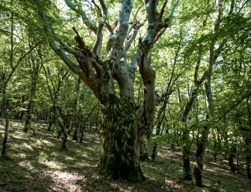 Batsara-Babaneuri and Ilto Protected Areas: Travel Guide to Kakheti’s Ancient Forests