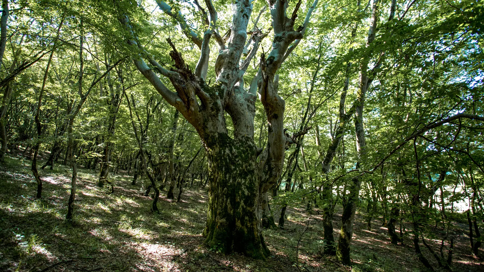 Batsara-Babaneuri and Ilto Protected Areas: Travel Guide to Kakheti’s Ancient Forests