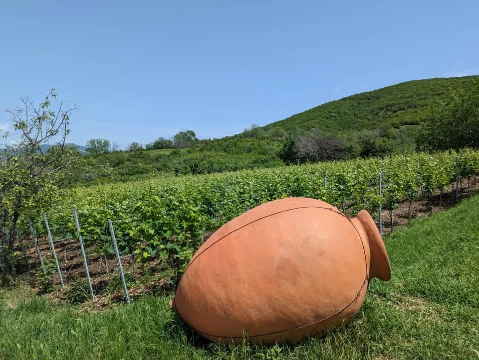 Qvevri in the wineyard Kakheti