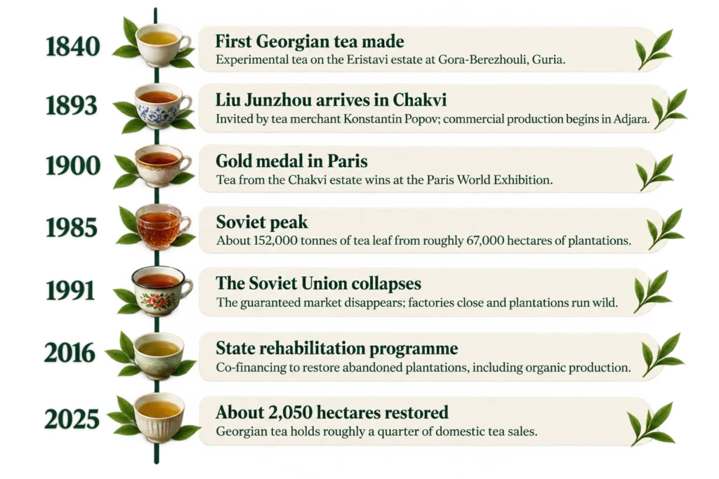 Timeline of Georgian tea history from 1840 to 2025, including Soviet production and modern plantation rehabilitation